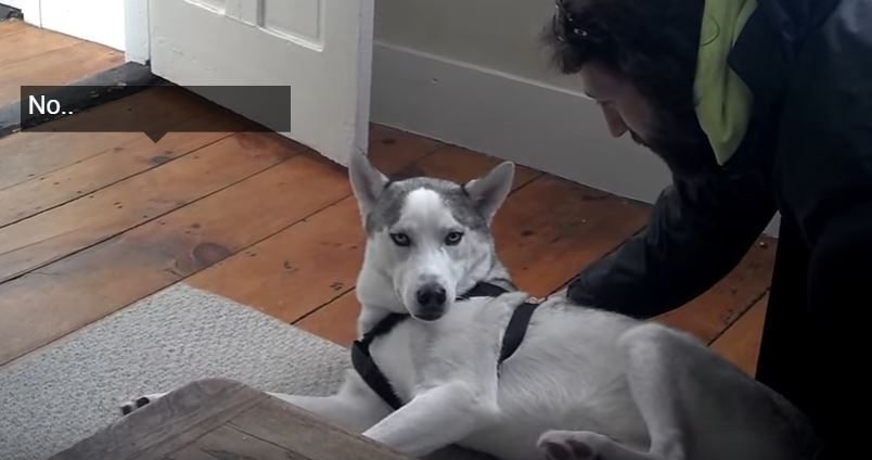 Video: Blaze Loves His Kennel