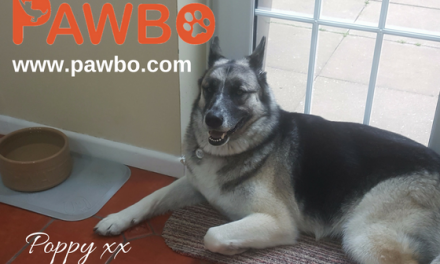 Review: Responsible Pet Ownership With Pawbo