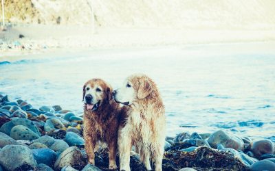 Top 5 Traits to Consider When Engaging a Dog Sitter for Your Holiday
