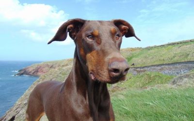 Doggy Delight: Top Tips To Ensure Your Pet Actively Improves Your Life