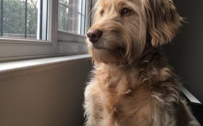 Guest Post: How My Productivity Increased When I got My Dog