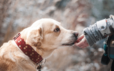 The Importance of Doggy Diets