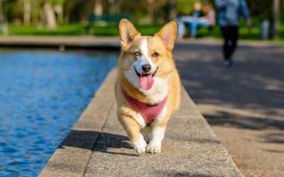 A Dog Is For Life: The Essentials To Think About