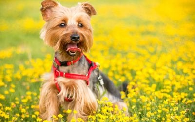 Guest Post: Dog Grooming Techniques