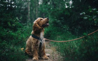 How to Prepare for Getting a Dog for the Very First Time