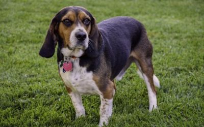 4 Things You Can Do To Extend Your Dog’s Life