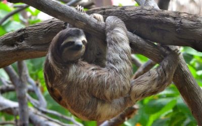 How To Shut Down Your Inner Sloth