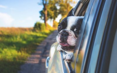 Surviving A Road Trip With Your Dog – Can It Be Done?