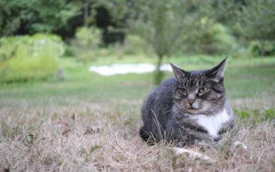Signs That You’re Ready To Bring a Pet Into Your Life