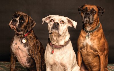 Common Health Problems In Dogs To Look Out For