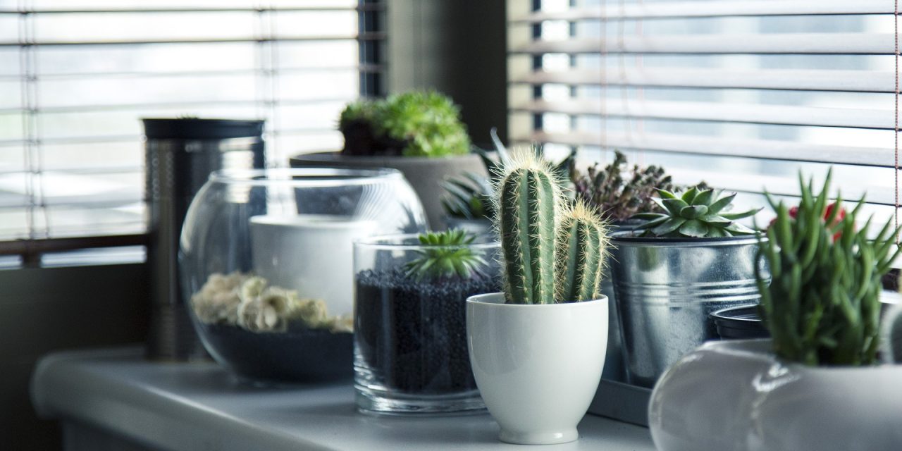 Why You Should Incorporate Plants Into Your Home Design
