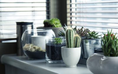 Why You Should Incorporate Plants Into Your Home Design
