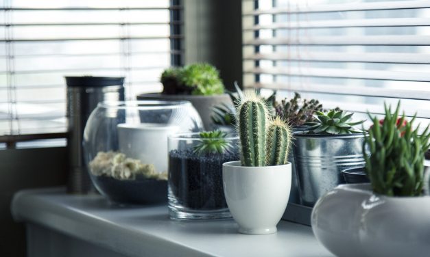 Why You Should Incorporate Plants Into Your Home Design