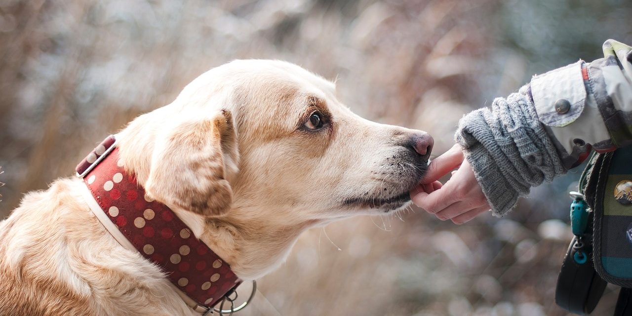 Ensuring the Well-Being of Your Pet: Essential Tips for Pet Owners