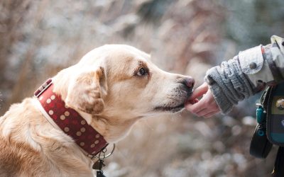 Ensuring the Well-Being of Your Pet: Essential Tips for Pet Owners