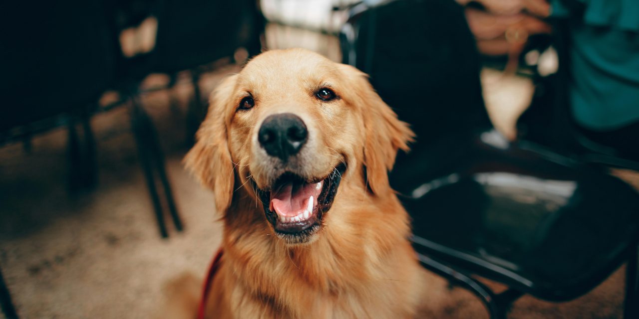 7 Training Techniques to Improve Dog Behaviour