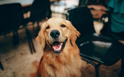 7 Training Techniques to Improve Dog Behaviour
