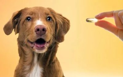 What Role Do Omega-3 Supplements Play in Your Dog’s Health?