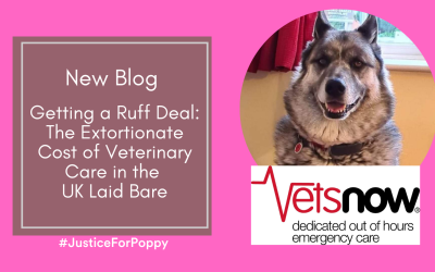 Getting A Ruff Deal: The Extortionate Cost of Veterinary Care in the UK Laid Bare