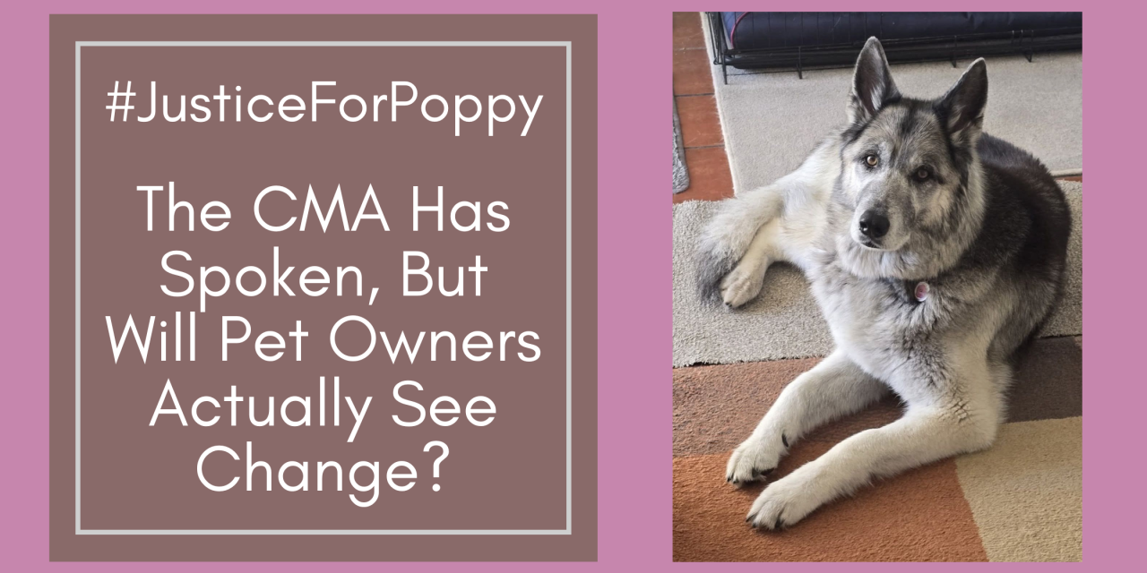 #JusticeForPoppy: The CMA Has Spoken, But Will Pet Owners Actually See Change?