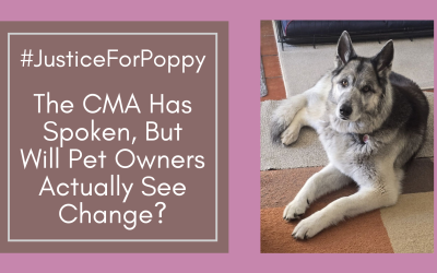 #JusticeForPoppy: The CMA Has Spoken, But Will Pet Owners Actually See Change?