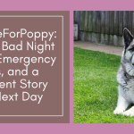 #JusticeForPoppy: A Third Bad Night at the Emergency Vets, and a Different Story the Next Day