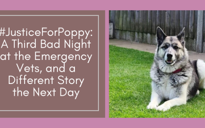 #JusticeForPoppy: A Third Bad Night at the Emergency Vets, and a Different Story the Next Day