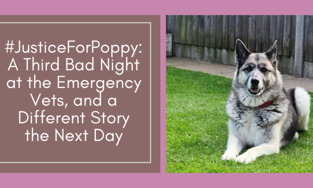 #JusticeForPoppy: A Third Bad Night at the Emergency Vets, and a Different Story the Next Day