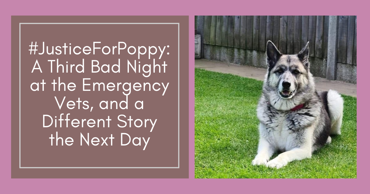 #JusticeForPoppy: A Third Bad Night at the Emergency Vets, and a Different Story the Next Day